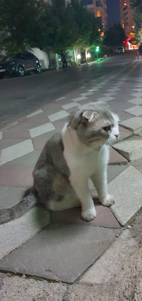 kuzenimin sitesine ATILMIS 7 yaslarinda erkek cok sevecenmis evlere girmek istiyomus hep peslerinde dolasmis ona guzel bi aile bulalim lutfen 😭😭😭 ANKARA