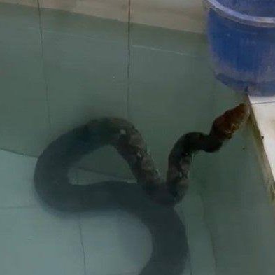 snakeswhisper's tweet photo. ( 🐍 )

Mandi, biar ✨𝑠𝑒𝑥𝑦✨ https://t.co/o3cT77U7gm