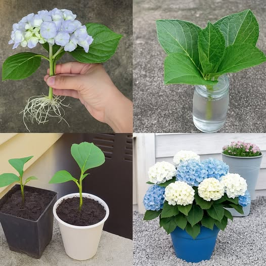 UwiriFelix's tweet image. Hydrangeas (Hydrangea) are beloved for their lush blooms and their spectacular flowering that stretches from spring through autumn.
These garden favorites bring color and elegance to any outdoor space.
But did you know you can easily grow new hydrangea plants from a single stem?…