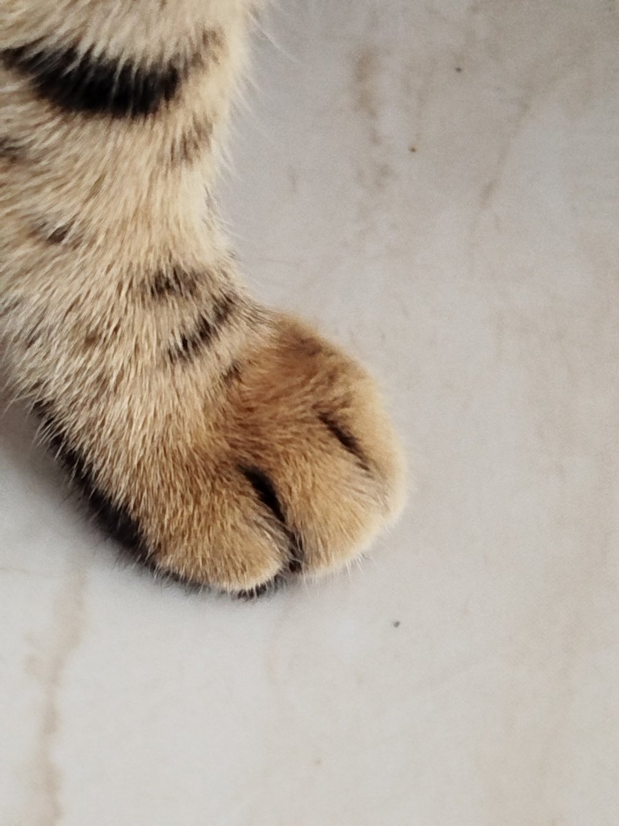 اللهم إني أستودعك قطتي بيشو، فأنت خير الحافظين، احفظها من كل أذى وشر، وسخر لها من يحنو عليها ويعيدها إليّ سالمة، وردها إليّ كما رددت يوسف إلى يعقوب، إنك على كل شيء قدير.
🥺🤲