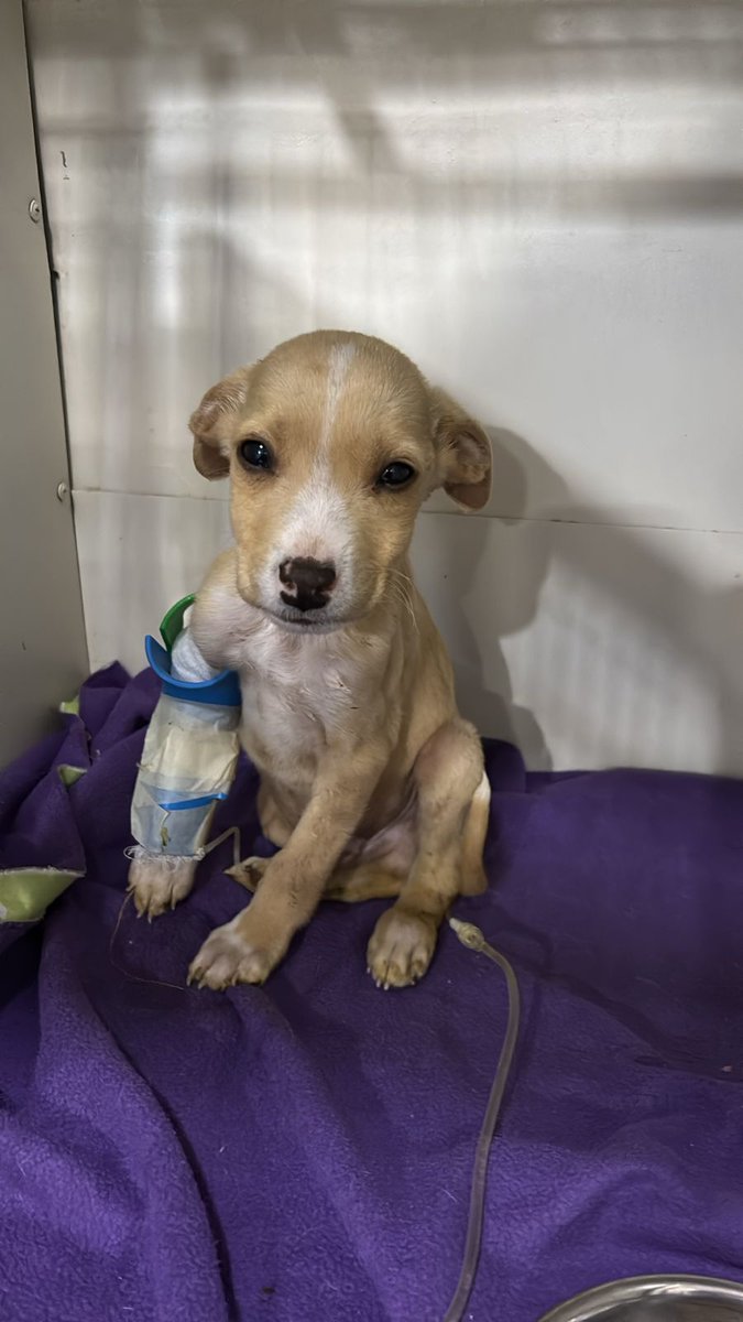 Sigo pidiendo ayuda para mis niños hospitalizados, el es caramelito parte de mis 34 bebes, lo estamos dando todo para salvarlos, han sido semanas difíciles para ellos pero estan luchando porfa ayudemoslos a sobrevivir😢🙏🥺
Solange Palacios
Banco estado
Cuenta rut
17376209-7