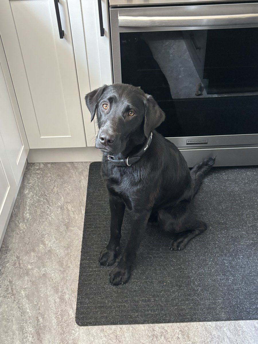 Shady Shadow, always hopeful something will fall on the floor when on kitchen duty