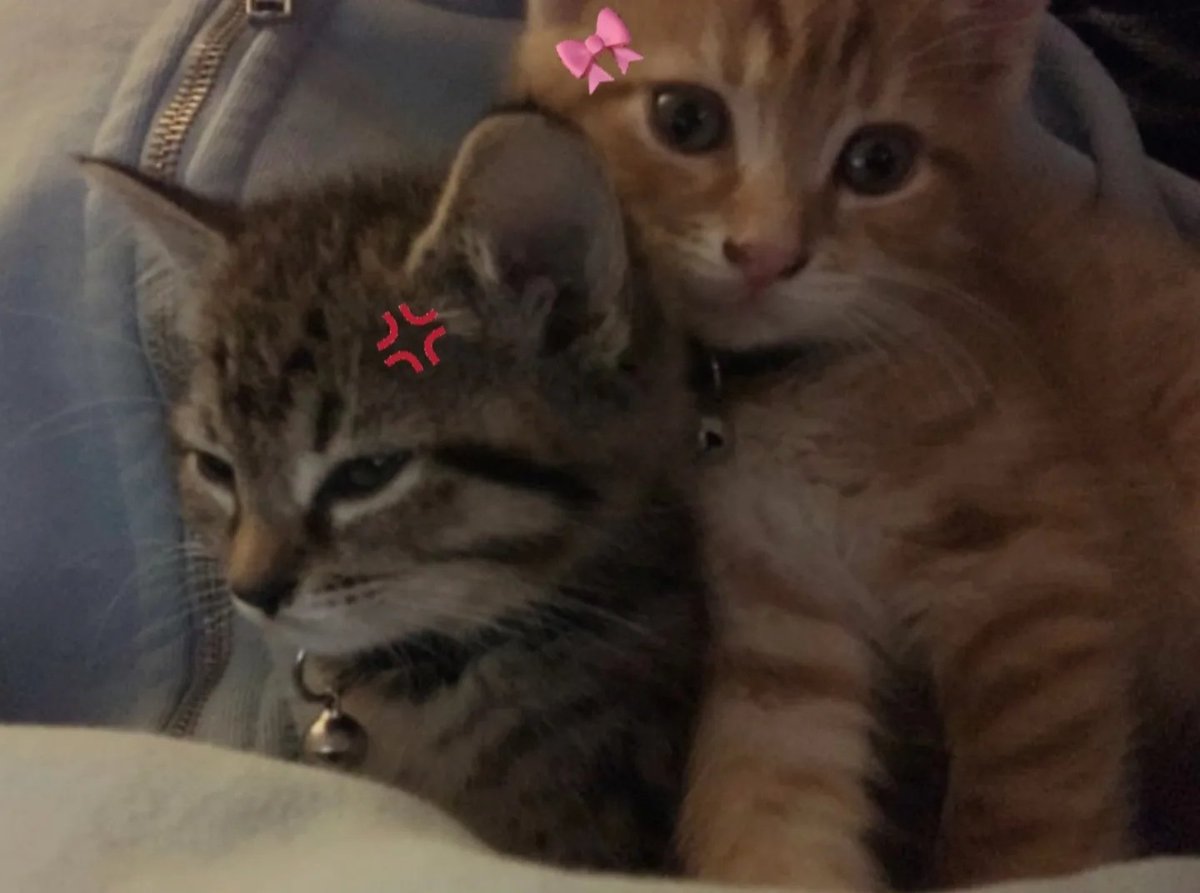 Miaw (@miaw) on Twitter photo 