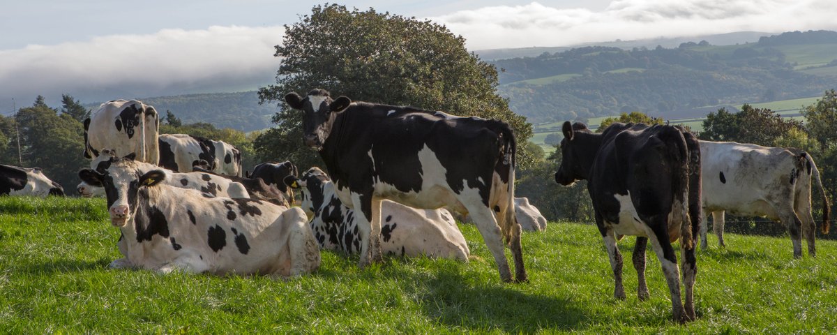 🐄 Step In the Right Direction🐄
A sound cow is a productive cow.
Whether it’s routine trimming or targeted treatment, professional hoof care keeps cattle moving smoothly &amp; your operation efficient.
Contact us: 07855056875
#HoofHealthExperts  #foottrimming #hooftrimming