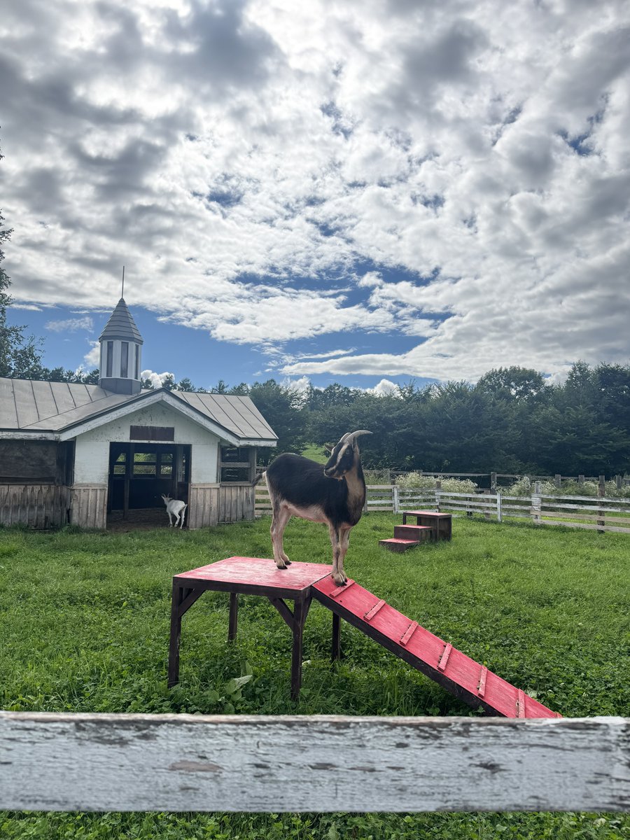 I took this photo of a handsome goat today. 🐐 

Can you please rate it <a href="/mayahiga/">Maya</a> 🙏