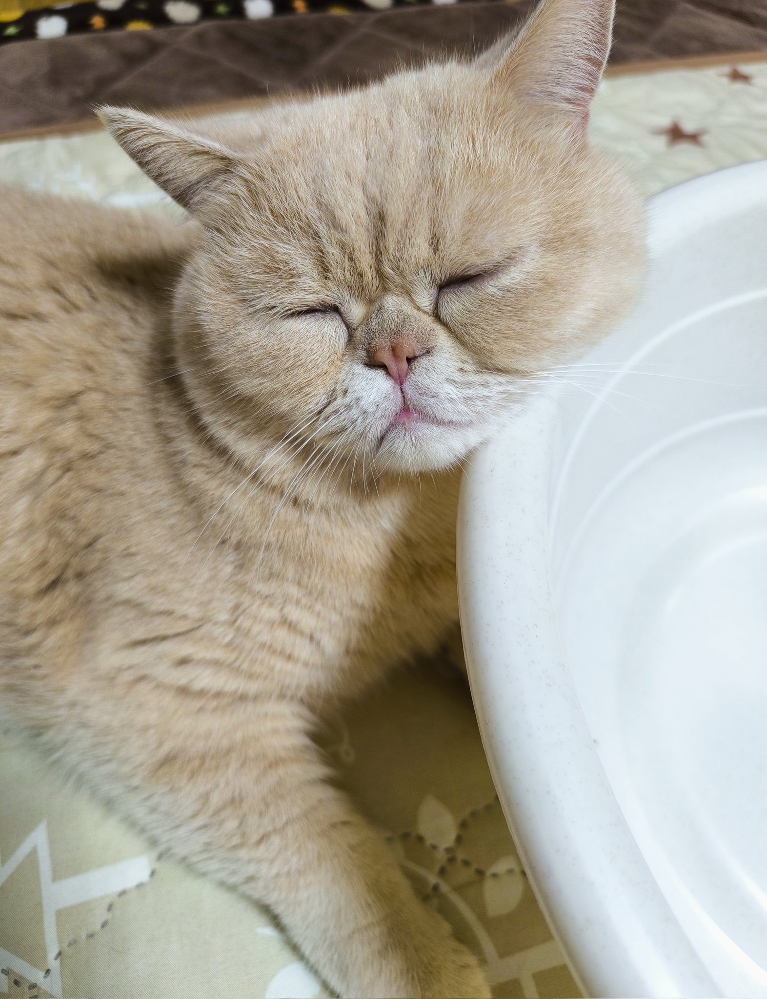 ねこ Amazon | eモンズ 猫 トイレ 自動トイレ 自動猫用トイレ 赤外線