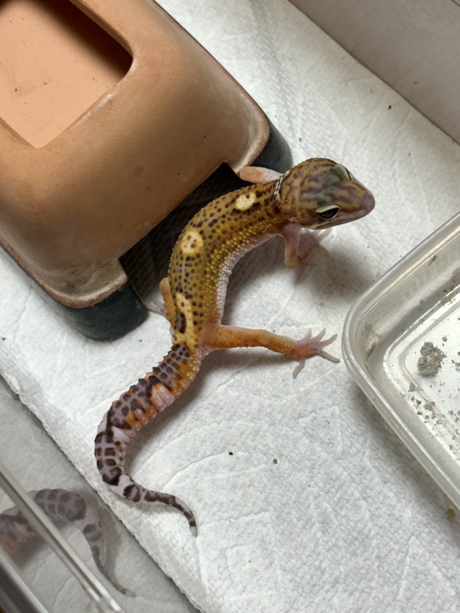 DamasterCarabus's tweet image. TBN

あれからまだそんなに経ってないけど更に黒みが抜けて…

もう黒くは無いけどとても魅力的な子に育ってます🍀*゜

#レオパードゲッコー
#ヒョウモントカゲモドキ
#Leopardgecko