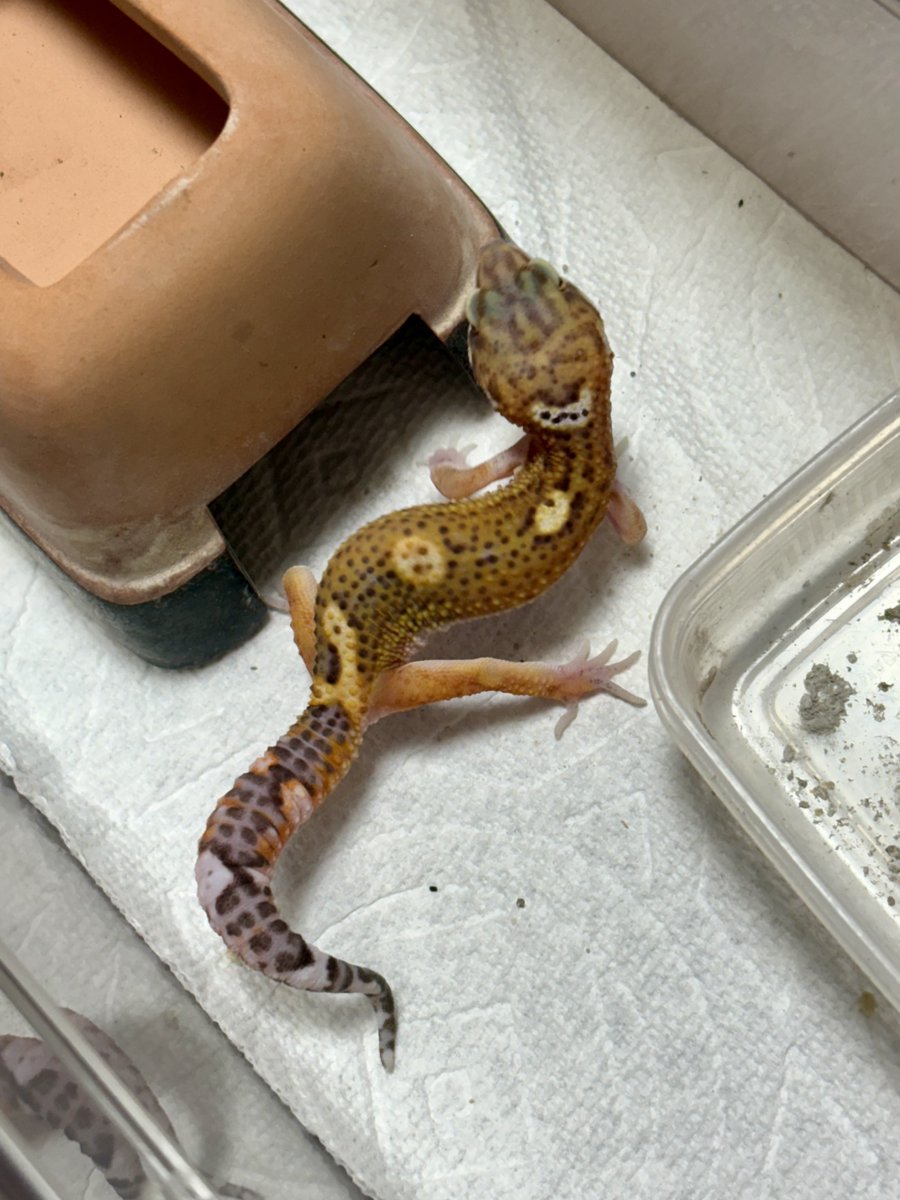 DamasterCarabus's tweet image. TBN

あれからまだそんなに経ってないけど更に黒みが抜けて…

もう黒くは無いけどとても魅力的な子に育ってます🍀*゜

#レオパードゲッコー
#ヒョウモントカゲモドキ
#Leopardgecko