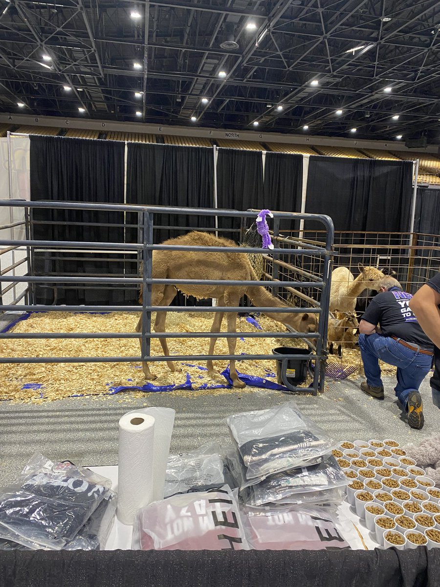 The National gaming expo has gotta be the worst convention ever produced all they got is a camel and no games