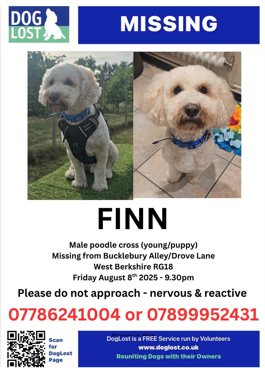 🐕 FINN #Lostdog in Drove Lane, Cold Ash #RG18

2 year old Finn got spooked &amp; jumped the garden wall 9.30pm on 8 August 2025
he is very nervous, reactive &amp; terrified

Please look out for him, but do not chase, call him or try to catch him
Please only call if you see or find him.