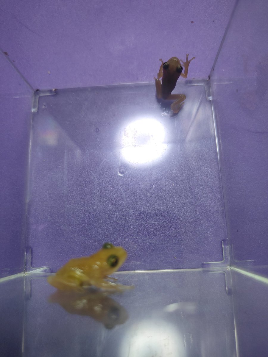 ショップで購入したモリアオガエル。
1ぴきは早くも緑が出てきました。そして餌食い悪い。

オタマジャクシの時点で
2匹とも違うタイプでしたが
もう一匹はまだ
色をキープしています。
観察をつづけます✨