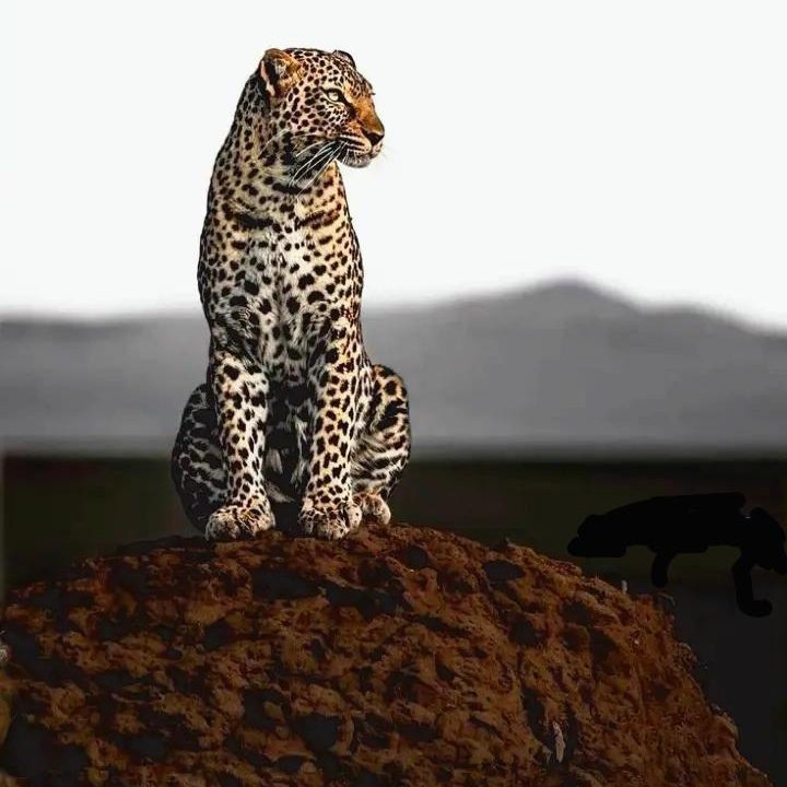 #صورة_ملف_شخصي_جديدة