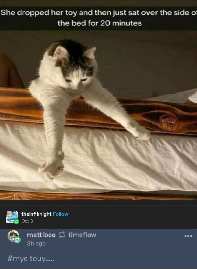 Posts Of Cats (@postsofcats) on Twitter photo 