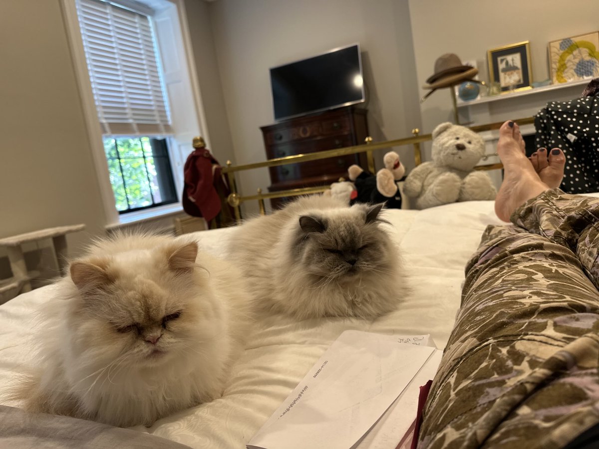 International Cat Day celebrants