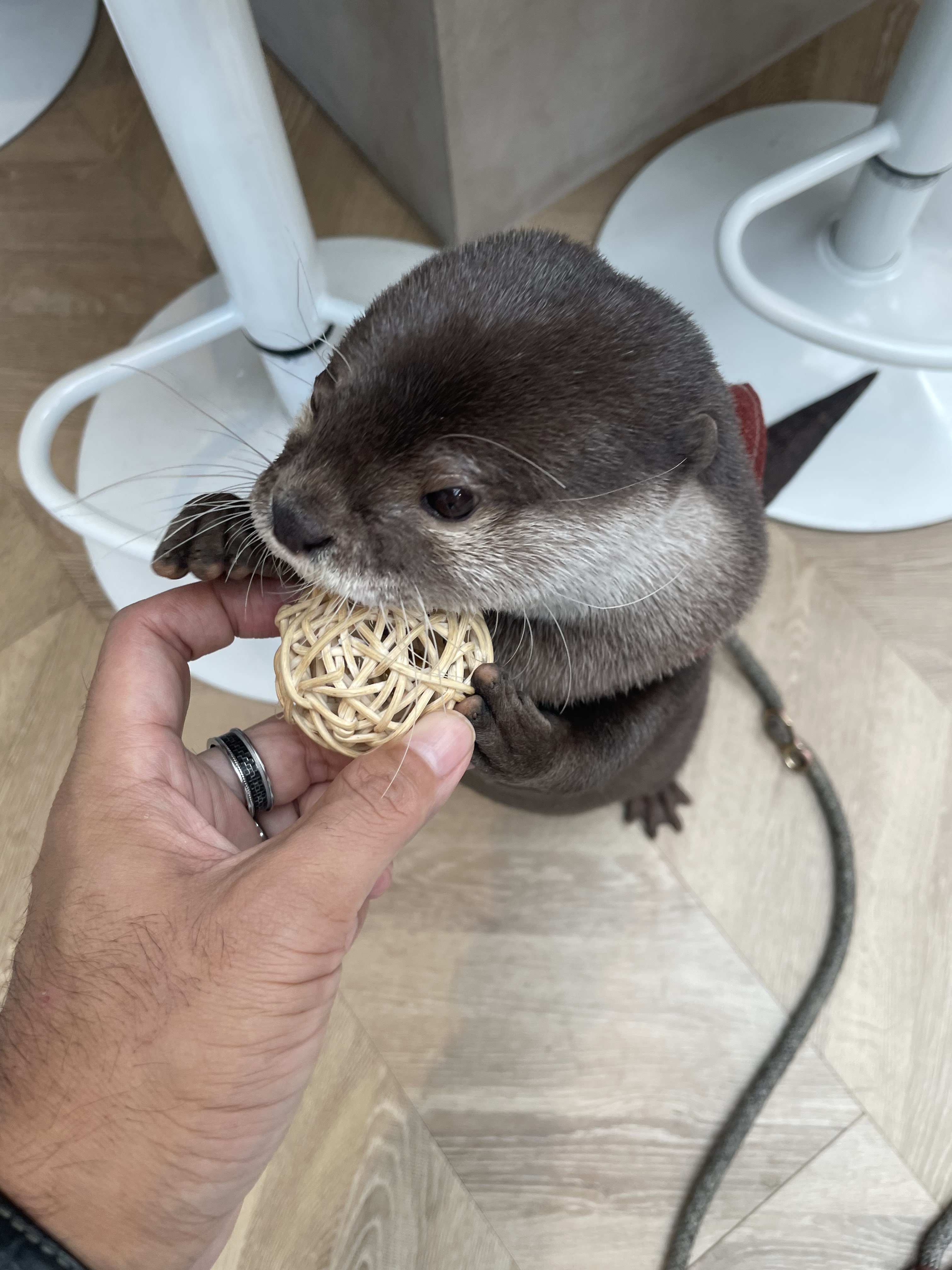 カワウソのウーちゃん (@Otter_Uchan) / X
