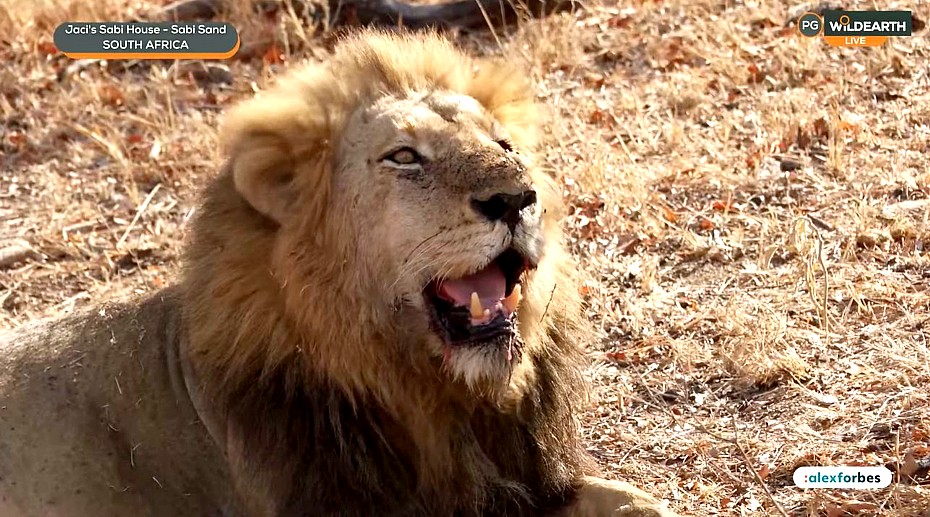 SimplyGabi69's tweet photo. Ndzenga male Lion 🐾#wildearth https://t.co/IurRw0LUvo