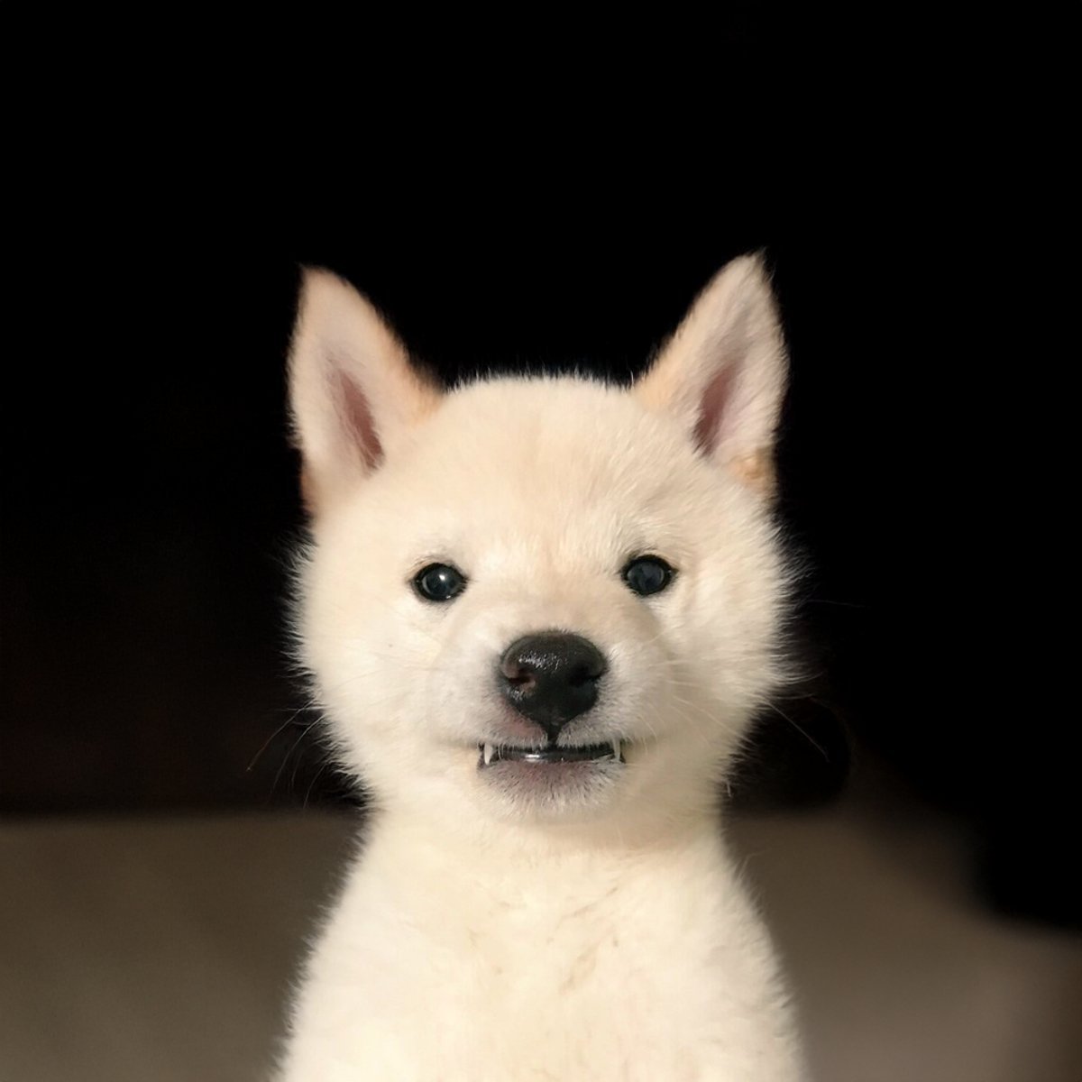 Can i get a W on that dog ?

Cmon $wane