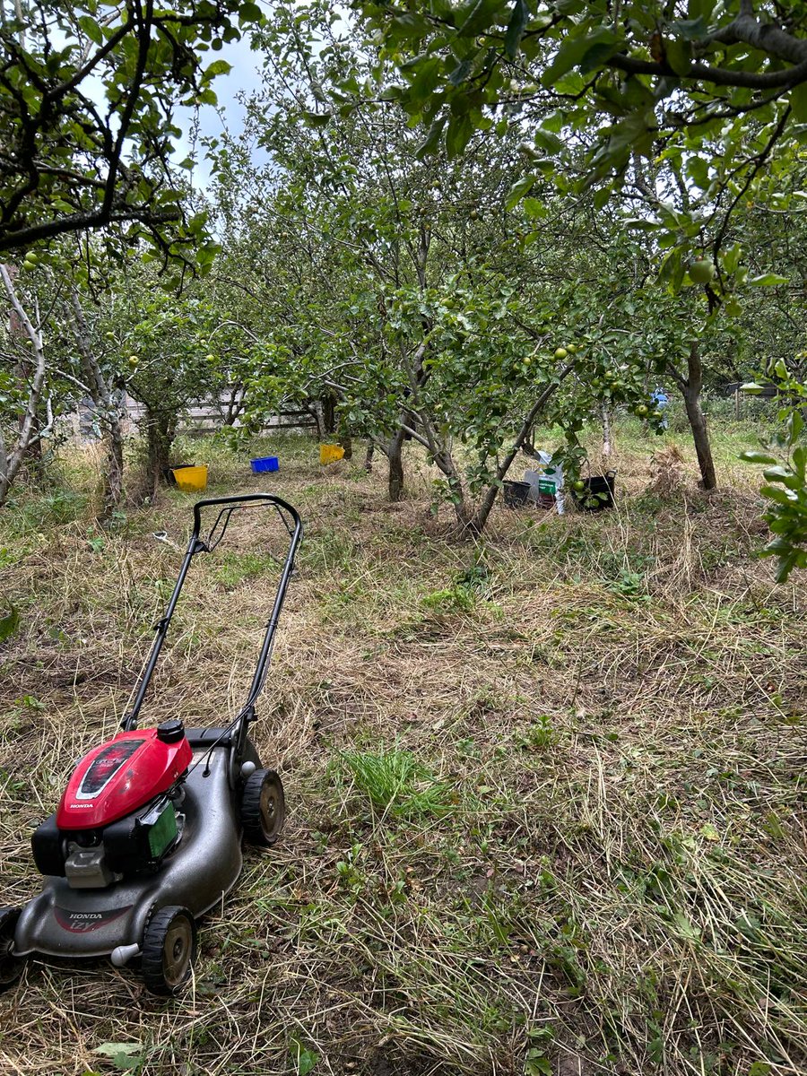 Incredible Edible Prestwich & District (@ieprestwich) on Twitter photo Lots going on in the Philips Park orchard this morning. Skilful mowing by Steven, taking & picking up fresh apples by everyone else.
To help, please email ieapd.volunteers@gmail.com
#prestwich #prestwichwhitefield #Volunteering Lots going on in the Philips Park orchard this morning. Skilful mowing by Steven, taking & picking up fresh apples by everyone else.
To help, please email ieapd.volunteers@gmail.com
#prestwich #prestwichwhitefield #Volunteering