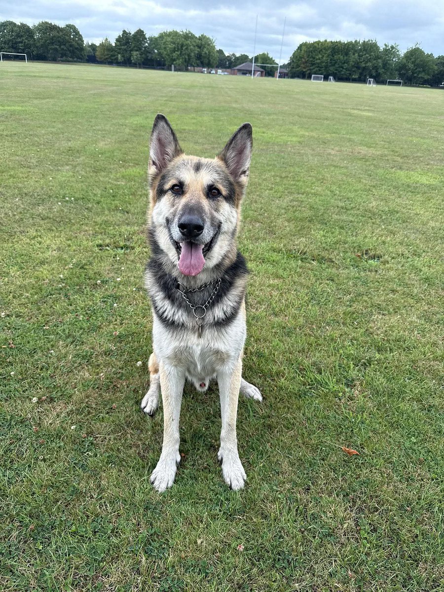 MissingPetsGB's tweet image. 🐕 #lostdog SOLO was spooked while with his minder &amp;amp; ran off in Winsford, Cheshire West and Chester #CW7 on 8 August 2025
He’s scared, probably tired now. Last seen around the by the police station on Oakmere Road. He is chipped.
Please call if sighted.🙏