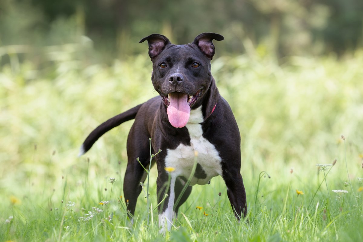 Skaddie🐾
Inmiddels een dame van bijna negen jaar, maar dat merk je nauwelijks aan haar. Ze zit nog boordevol energie, is actief, speels, leergierig en dol op aandacht. Skaddie is lief, sociaal, mensgericht en knuffelt graag. 
dierenasielzwolle.nl/adopt/skaddie/