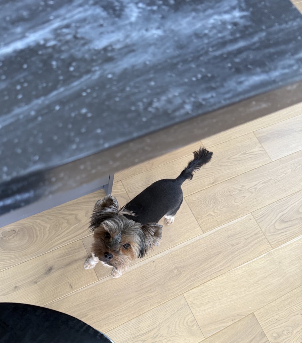 Пока брат в отпуске, у нас гостит их с девушкой песель. Сказать, что я в ахуе ниче не сказать. Маленький ребенок и собака это непросто 😅
Особенно если эта собака лает на любой шум и любит общаться так. 

Че мы сег будем делать, когда будет шум от ночного марафона, я хз 🥲