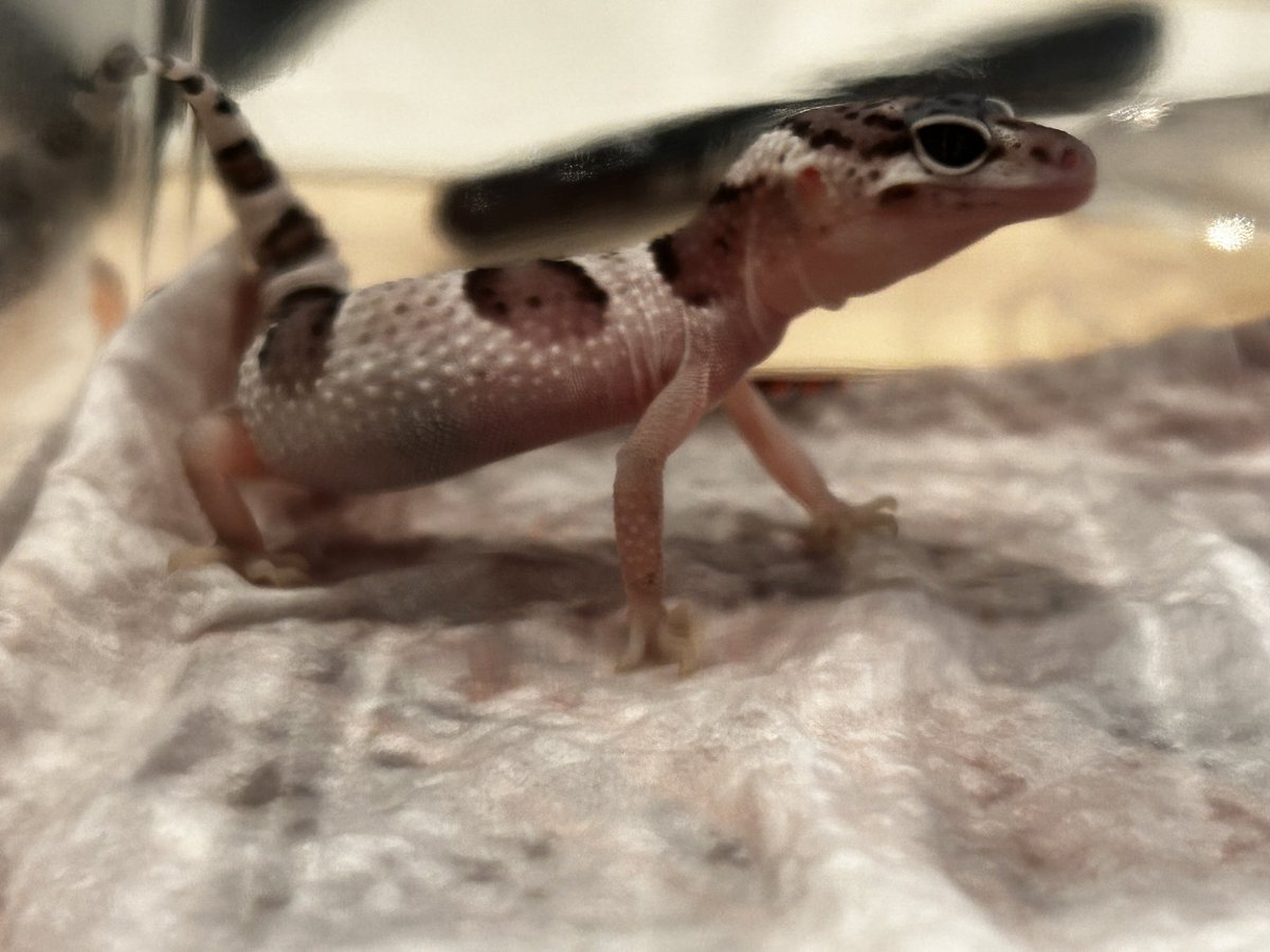 ReptileRoom@Medjed また来年 tweet media