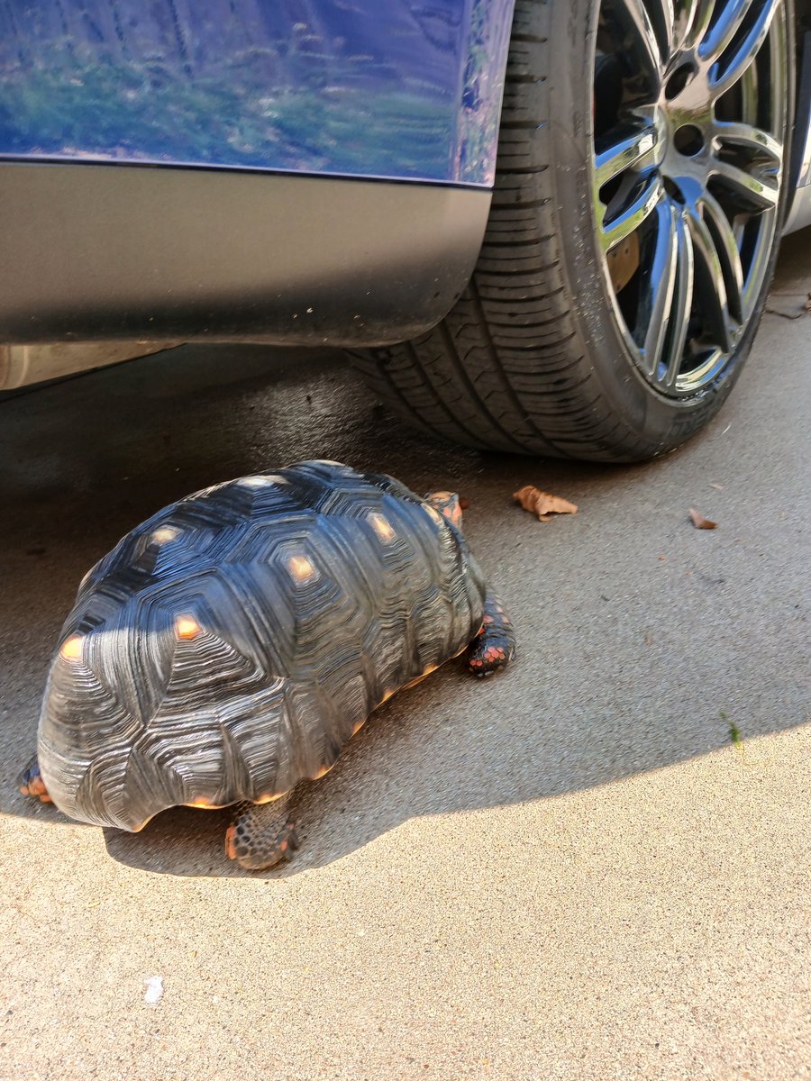 I can help wash the car, you do the top I'll take care of the underneath. 🚘🐢