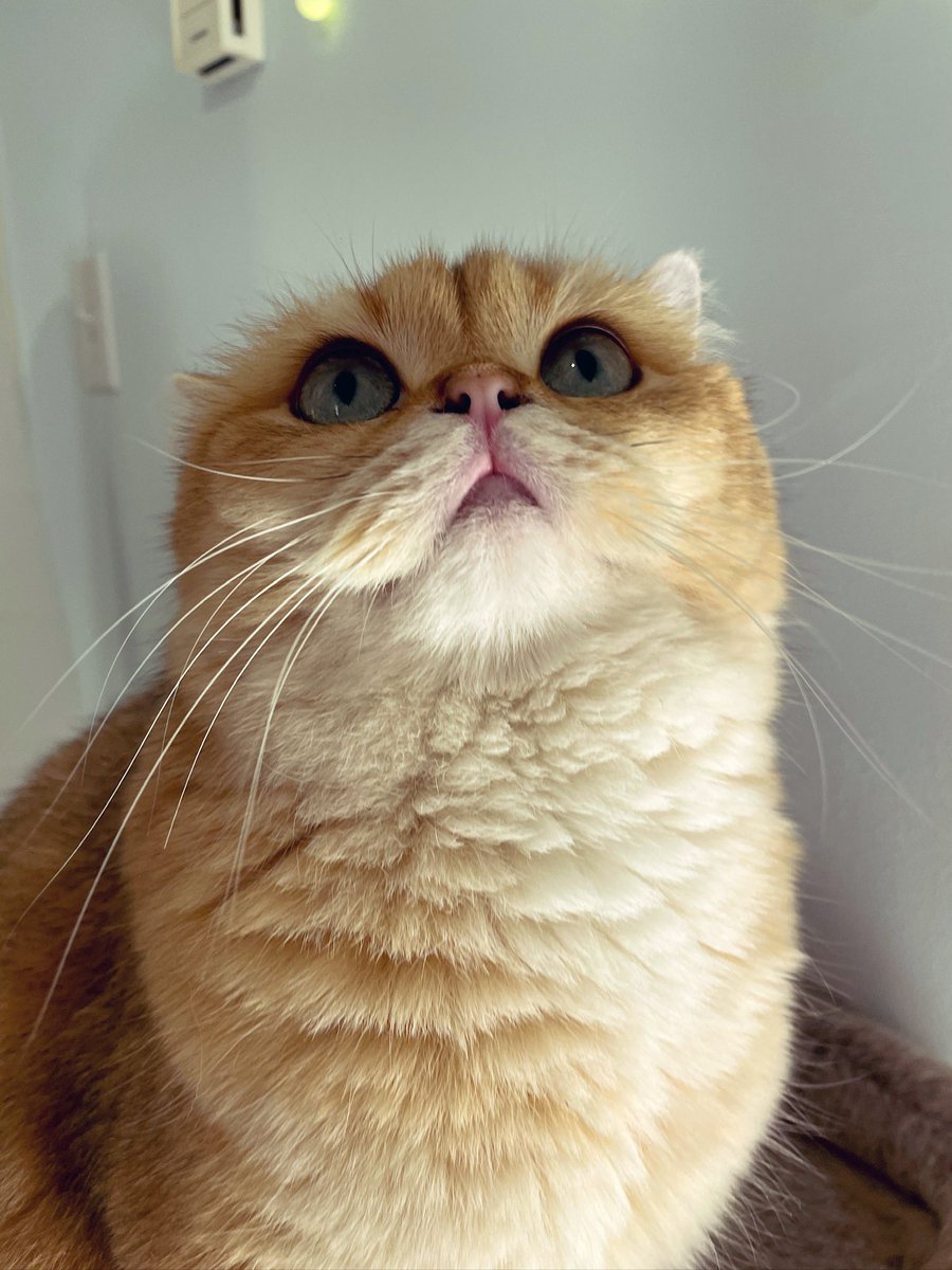 об опасности того, чтобы съедобно называть котика: сегодня я сказала «надо бы съесть хотя бы булочку перед выходом» и кошка булочка на меня посмотрела так ⁉️ ты что творишь? не надо меня есть