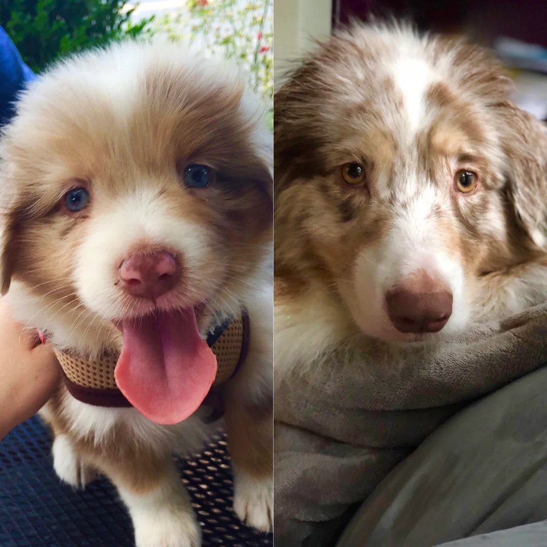 AngelNadiy54869's tweet photo. Before Vs After of our cute shepherd puppy
#DogsofAustralia #DogsofGermany #DogsUSA
#AustralianShepherd #AussieShepherd #DogsOfX https://t.co/kPAer3O4j0