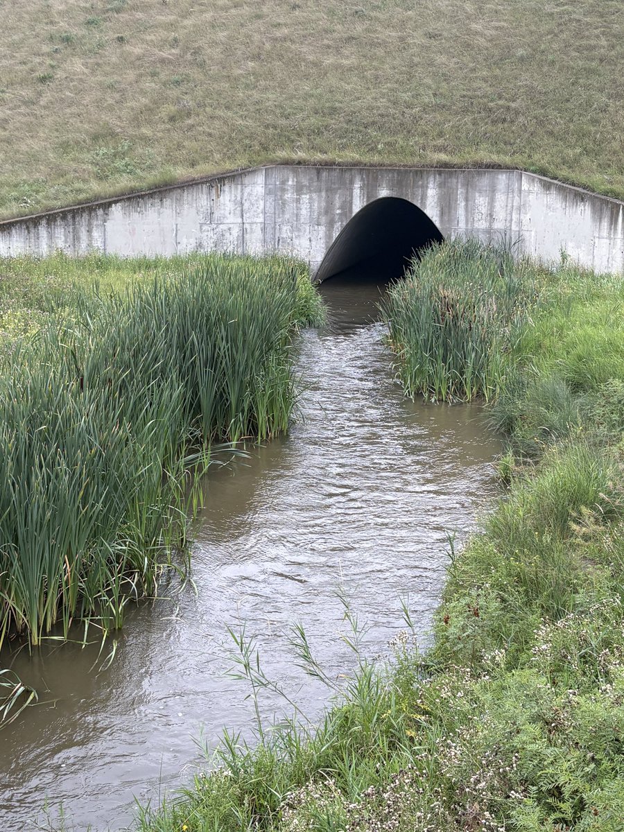 HatLawnBowler's tweet photo. Only a bit of rain this morning. #sharethetrailmh #summerinalberta #sevenpersonscreek #medhat https://t.co/kr4e1buJVp