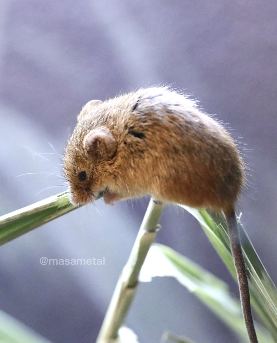 ハツカネズミ様 ハツカネズミ : ゆきだより。。日々つれづれ
