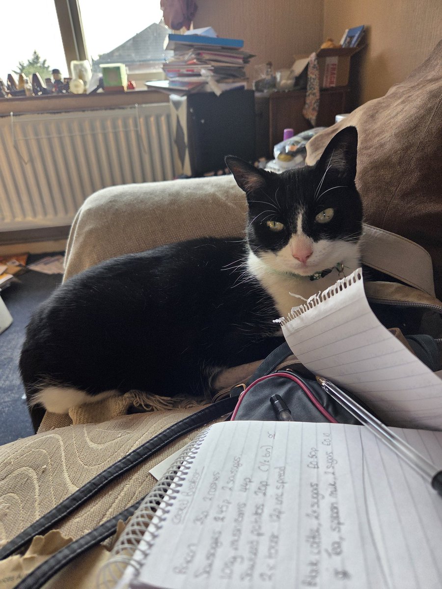 goodman_carina's tweet image. Soooooo....just WHERE are my biscuits mom??? #outfordelivery #yeahright #Idontbelieveyou #starvingkitty #wastingawayhere