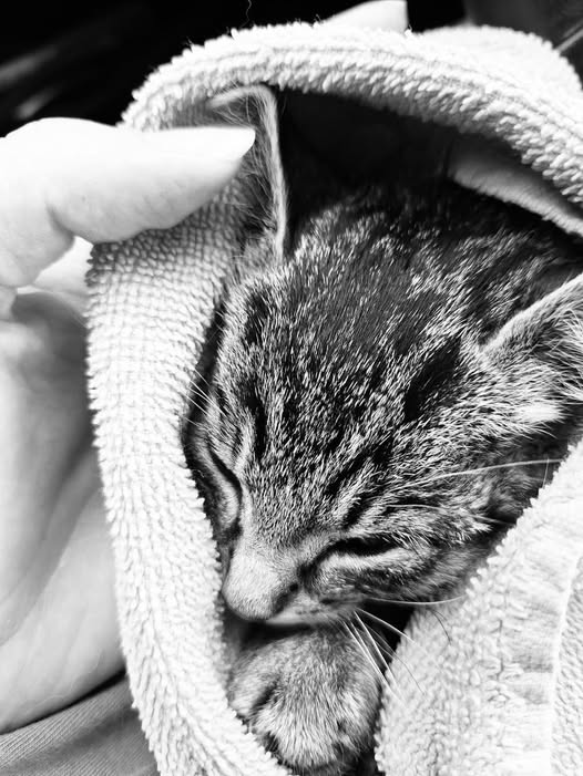 Tierschutzverein Giessen Kopie:
Wir sind es so leid.
So unendlich leid, diese Worte immer und immer wieder schreiben zu müssen.
Aber wenn wir es nicht tun – tut es niemand.
Wieder ist ein winziges Kätzchen zu uns gekommen.
Viel zu klein für diese Welt.
Schwach, abgemagert,