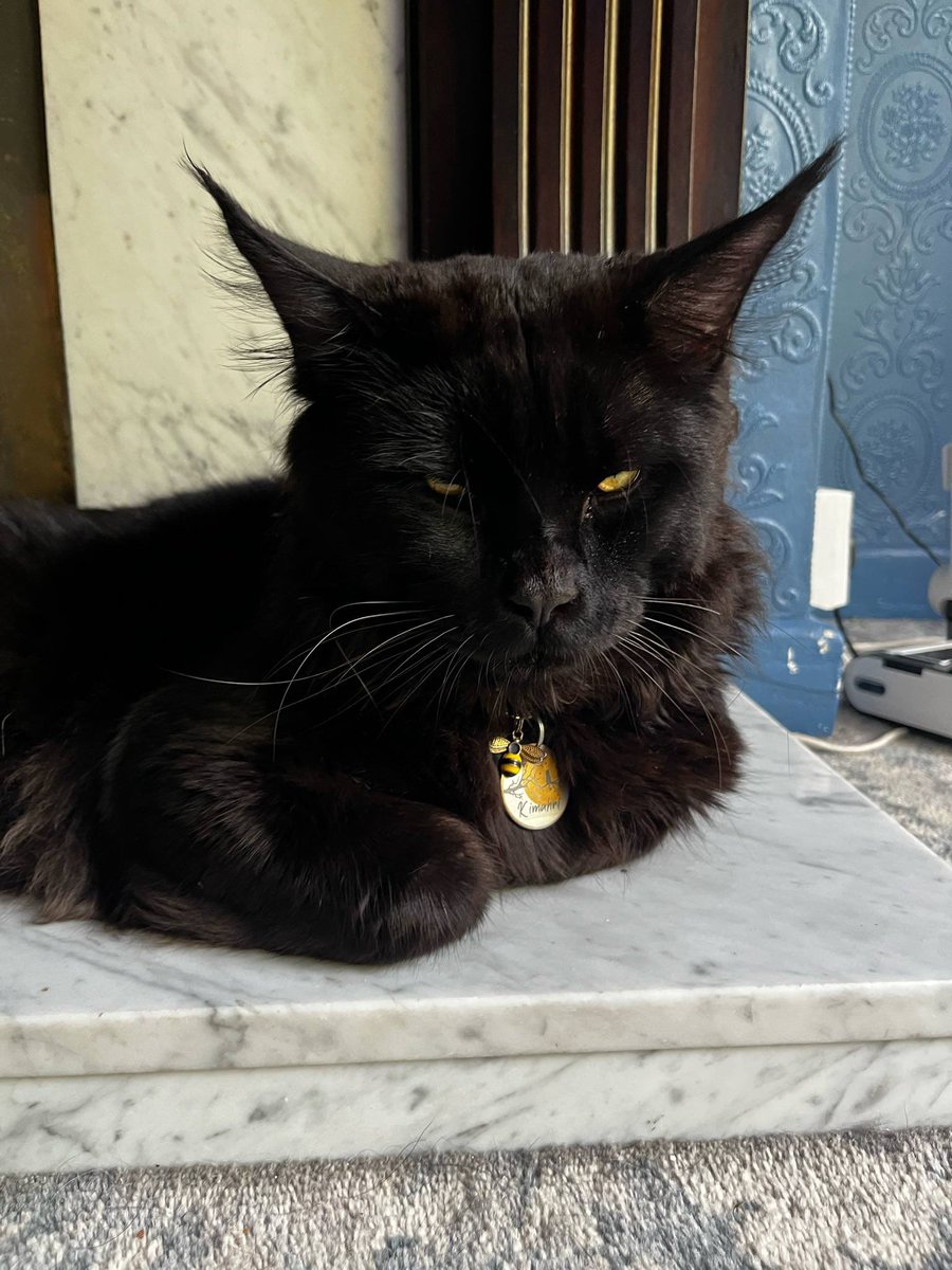 jordanlfc1996's tweet photo. @ashilesh010 @aanime_f0rever @RuggedRyan_ Maine coon mentioned https://t.co/dbqg4Rz7cq