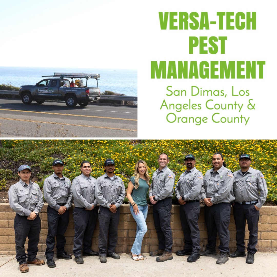 VersaTechPM's tweet image. Are you looking for the very best, most reputable pest control company in San Dimas &amp;amp; LA County? The highly-skilled pest #exterminators at Versa-Tech® are here for you. Choose the team that leads with honesty and results &amp;amp; book your free pest inspection today at (888) 429-1213.
