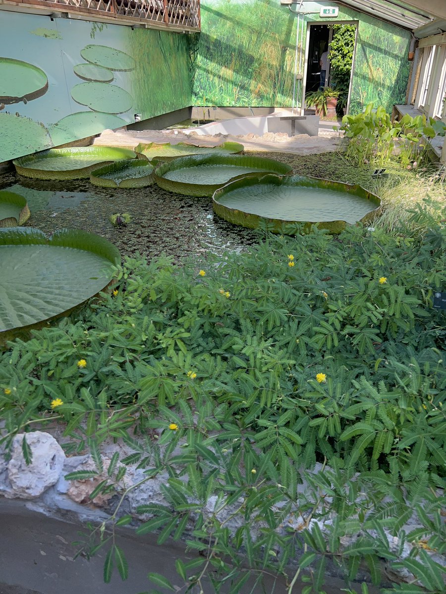 그리고 진짜 과장없이 사람이 앉을 수 잇을듯한 사이즈의 가시연잎과 물에서 자라고 잇는 대량의 신경초를 봣음.. 진짜 대량으로 자라고 잇엇음..