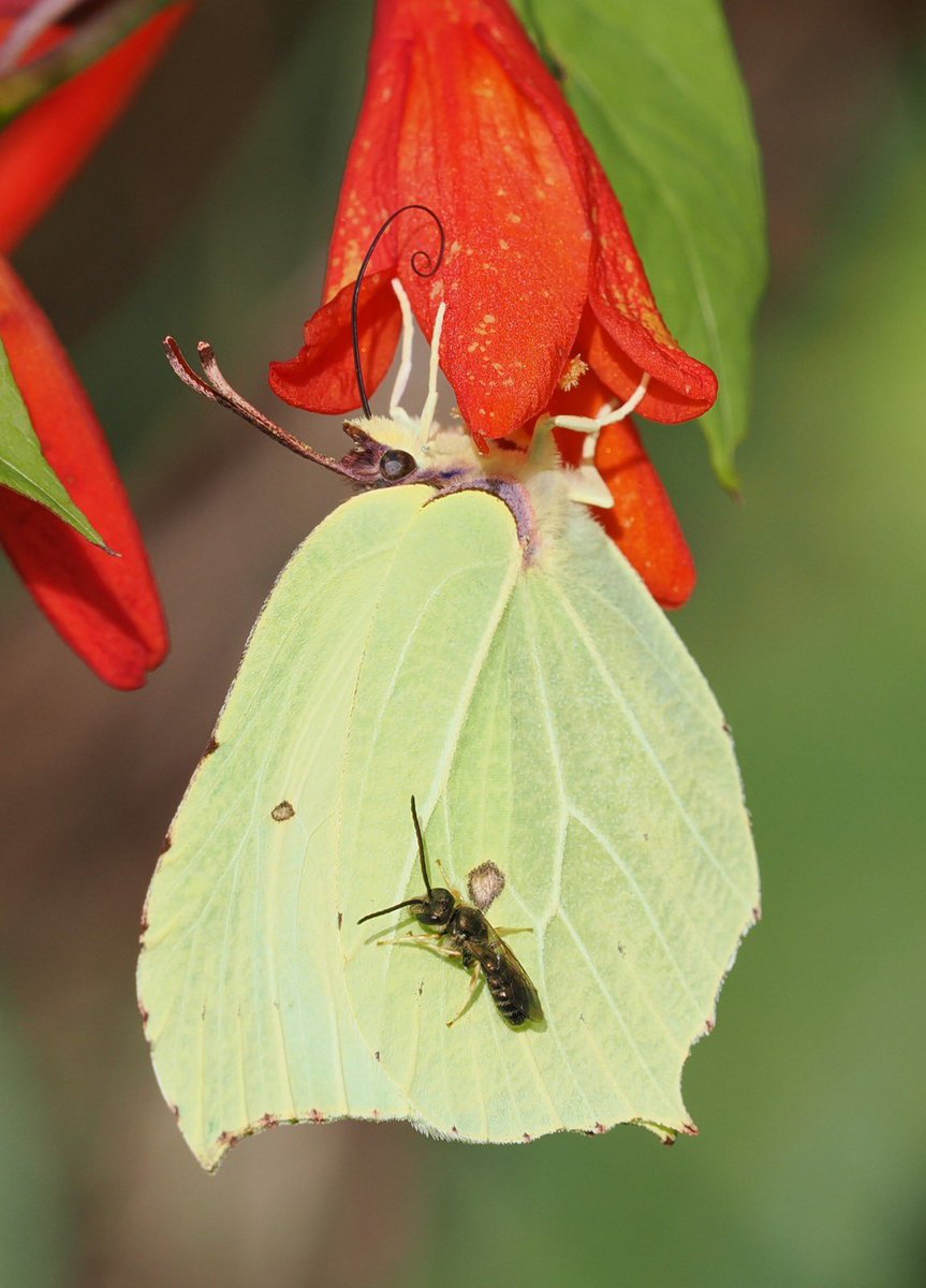 Andrew Thomas (@andrewpbf) on Twitter photo The brimstone butterfly's leaf-like wing is such a good disguise. <a href="/savebutterflies/">Butterfly Conservation 🦋</a> <a href="/Cornwall_BC/">Cornwall Butterfly Conservation</a> The brimstone butterfly's leaf-like wing is such a good disguise. <a href="/savebutterflies/">Butterfly Conservation 🦋</a> <a href="/Cornwall_BC/">Cornwall Butterfly Conservation</a>