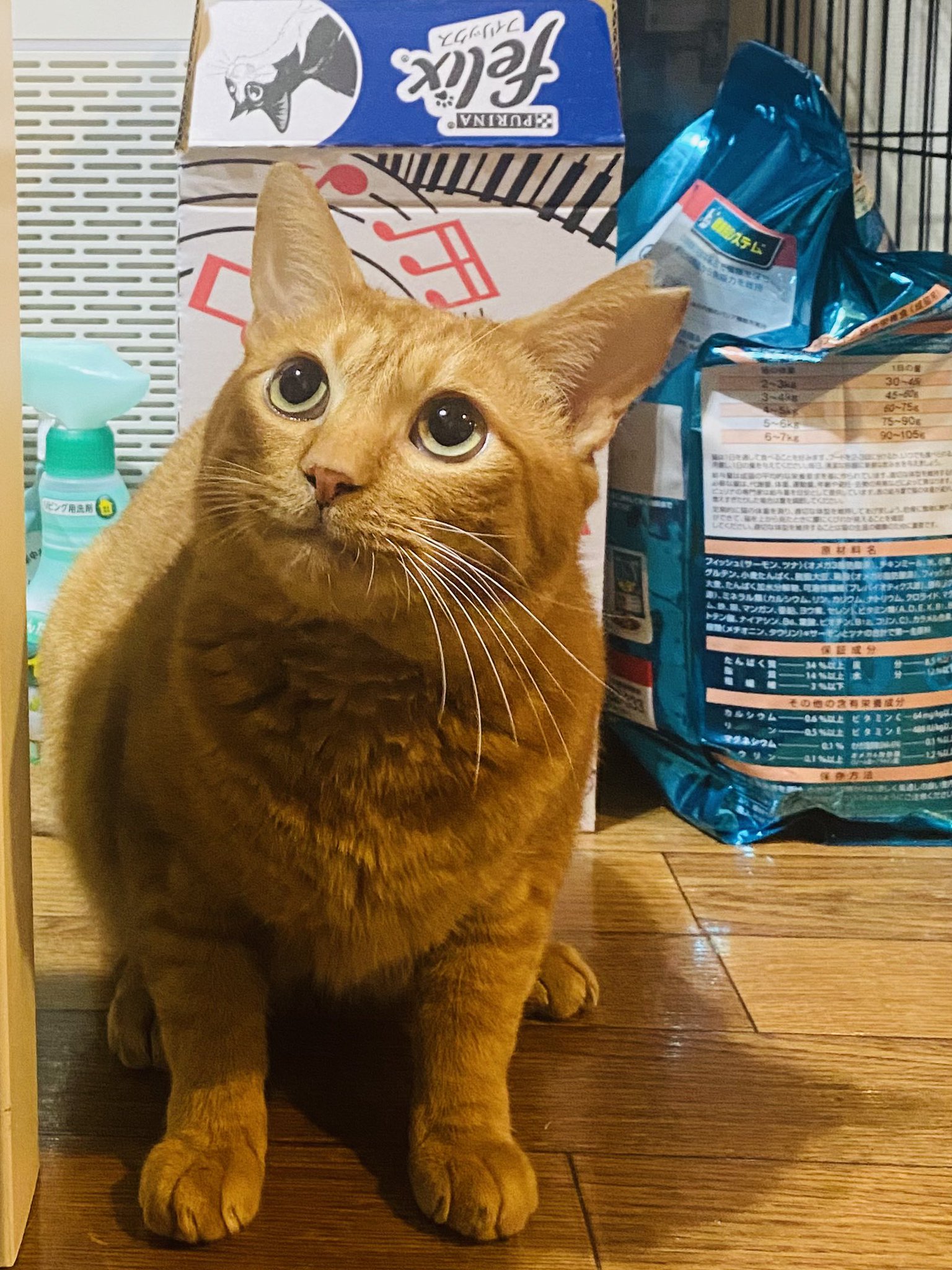 森永理科と猫 on X: 