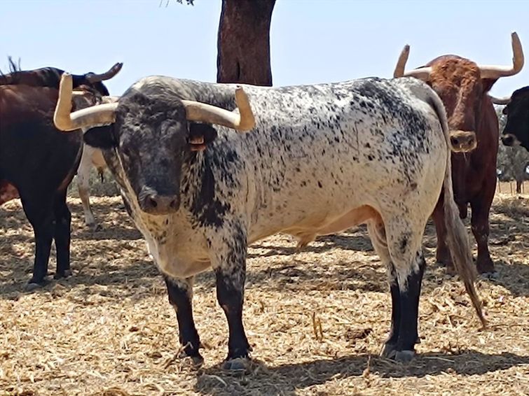 Chicuelinas y Tafalleras tweet media