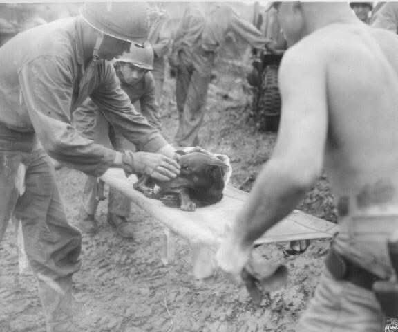 Cpl. Kurt, a #Doberman "Devil Dog" serving with the Marine Corps, became the first war dog casualty in the Pacific. He's pictured here, wounded alongside his Marine partner on Guam, being carried to a jeep ambulance from an aid station during #WWII.

The "Devil Dogs" nickname for