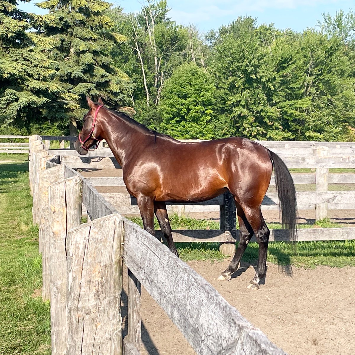 Lovely Papi Rob Hanover filly growing (and glowing!) up on Developer 😍💪🏼

#DevelopingChampions 
#Masterfeeds