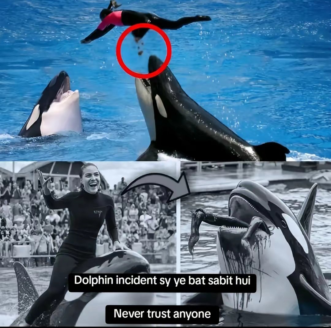 Nadia Mirza on X: "Aksar Jo Hamay Jan Say Pyaaray Hotay Hai Wohi Hamari Jaan Lay Letay Hain #dolphin #Jassica #lovestory https://t.co/K9flOWMQk3" / X