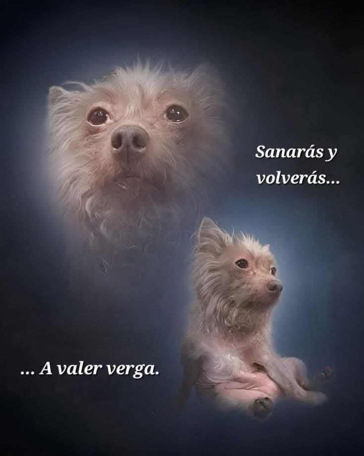 Salvador Iglesias Jr (@javisness) on Twitter photo 