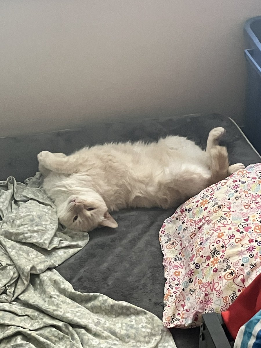 stupidskeleton's tweet photo. Look at Biscuit. #cat #Caturday #CatsOfTwitter #flamepoint #Siamese https://t.co/l5M11Y967P
