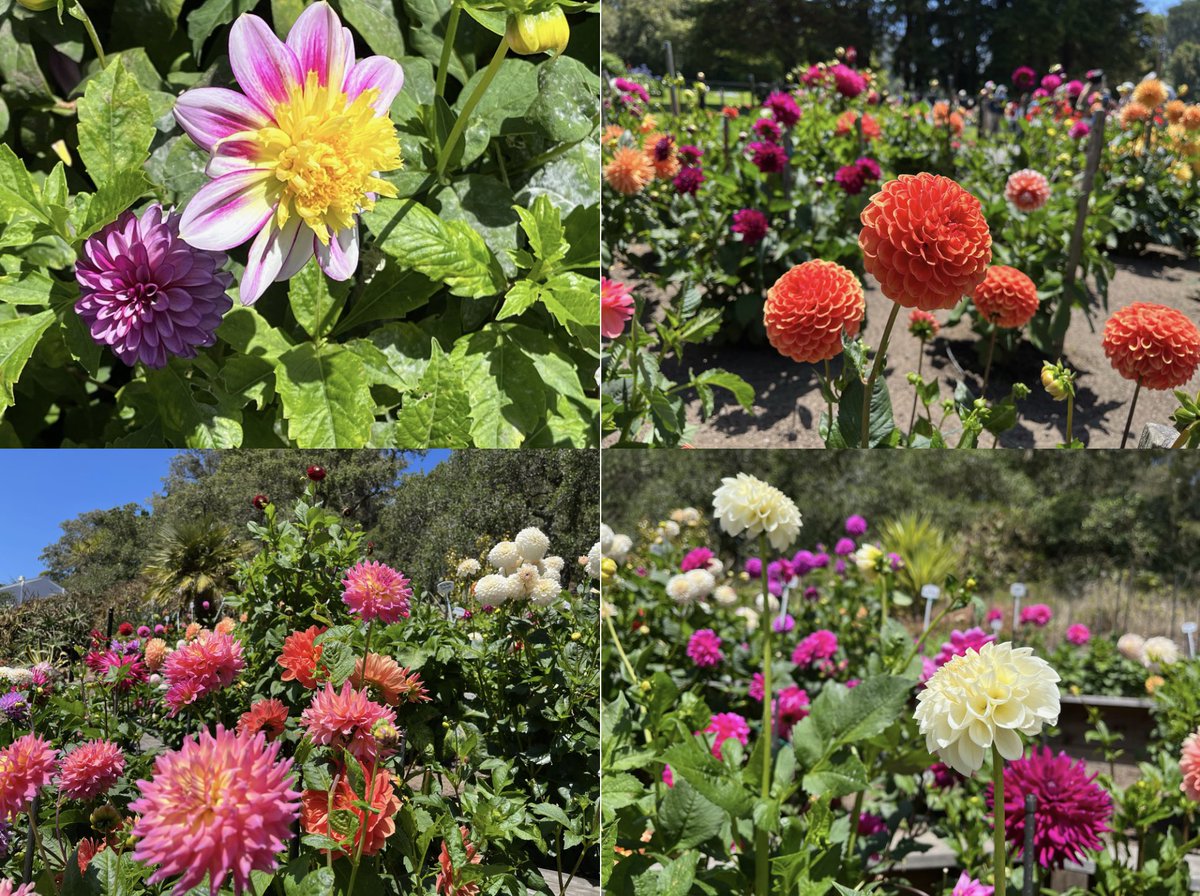 New Insights post, “Dazzling Dahlias”

hikingautism.com/insights--hike…

#hiking #autism #nature #outdoors #flowers #dahlias #sanfrancisco