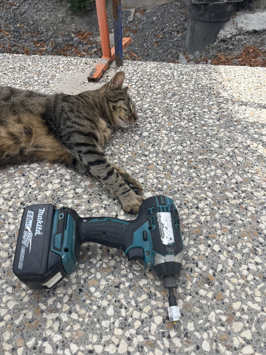 h444go's tweet photo. Sous big chantlar le cat https://t.co/rofKI6MQKt