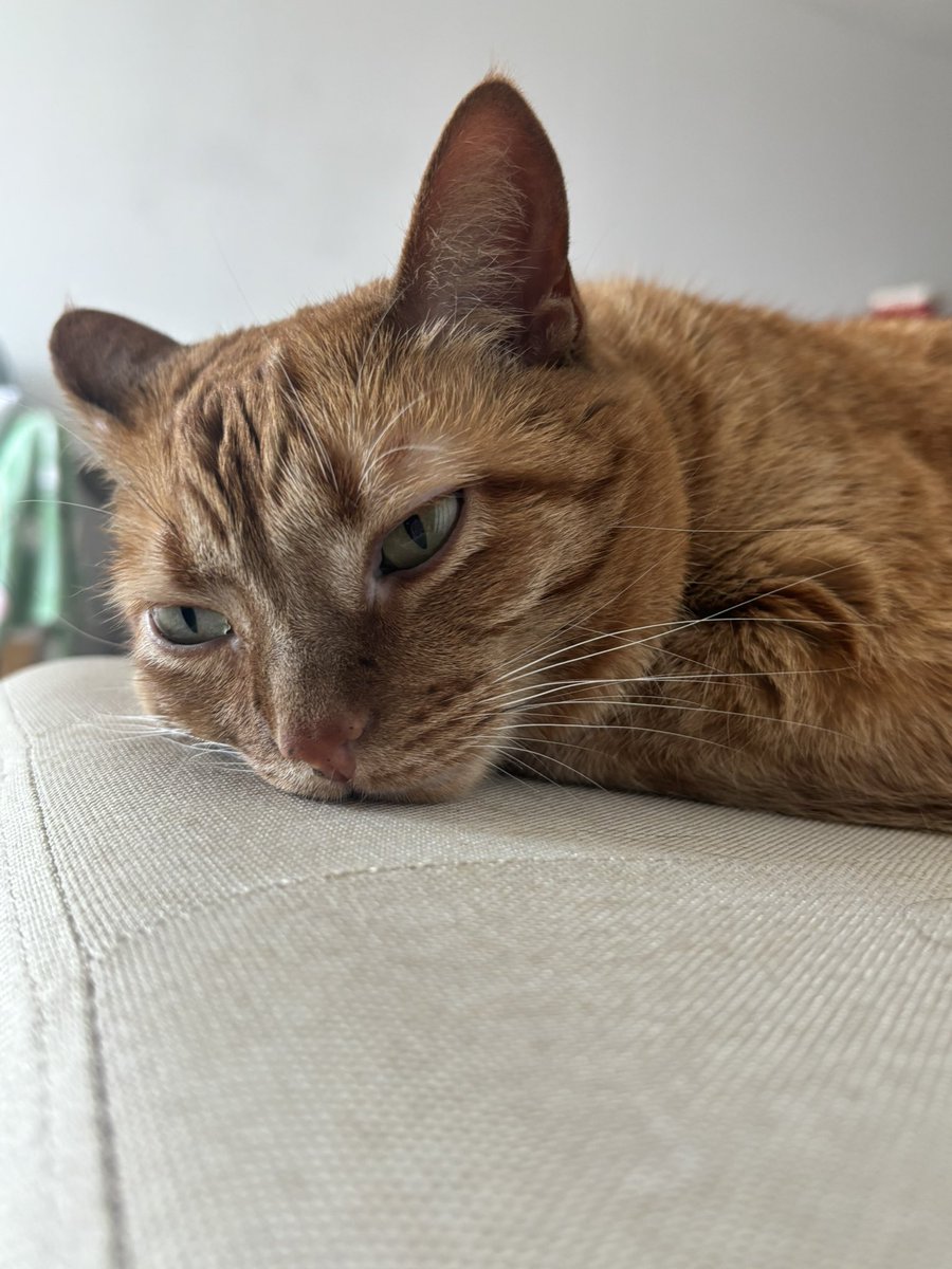谁还不是一只有心事的小猫咪呢