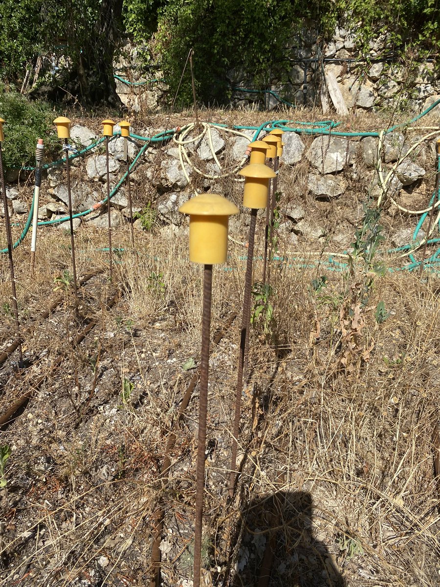 Why is the yellow plugs on top of stakes in this garden