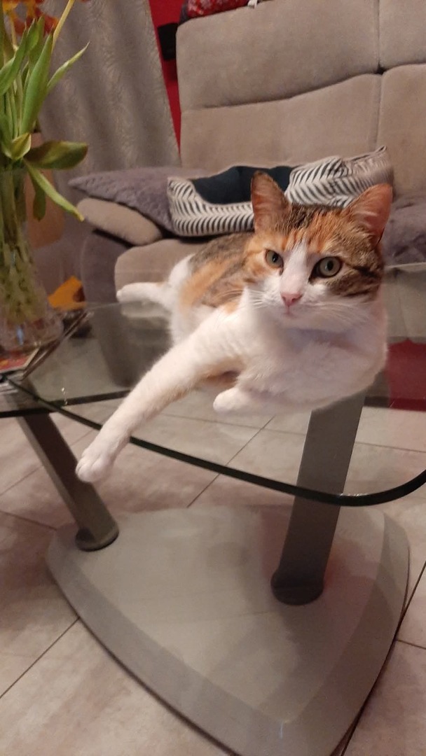 VigiPets.fr (@vigipets) on Twitter photo 🟠 🐱 Chat perdu le 04/08/2025 à Calais (62100).
Race : Européen / Âge : 6 an(s)
Vinsobraise / Femelle / Identifié(e) : Oui
☎️ 0649544885
📧 annie_wellem@hotmail.fr
#VigiPets #chatperdu #chattrouve #chat #perdu #trouve 🟠 🐱 Chat perdu le 04/08/2025 à Calais (62100).
Race : Européen / Âge : 6 an(s)
Vinsobraise / Femelle / Identifié(e) : Oui
☎️ 0649544885
📧 annie_wellem@hotmail.fr
#VigiPets #chatperdu #chattrouve #chat #perdu #trouve