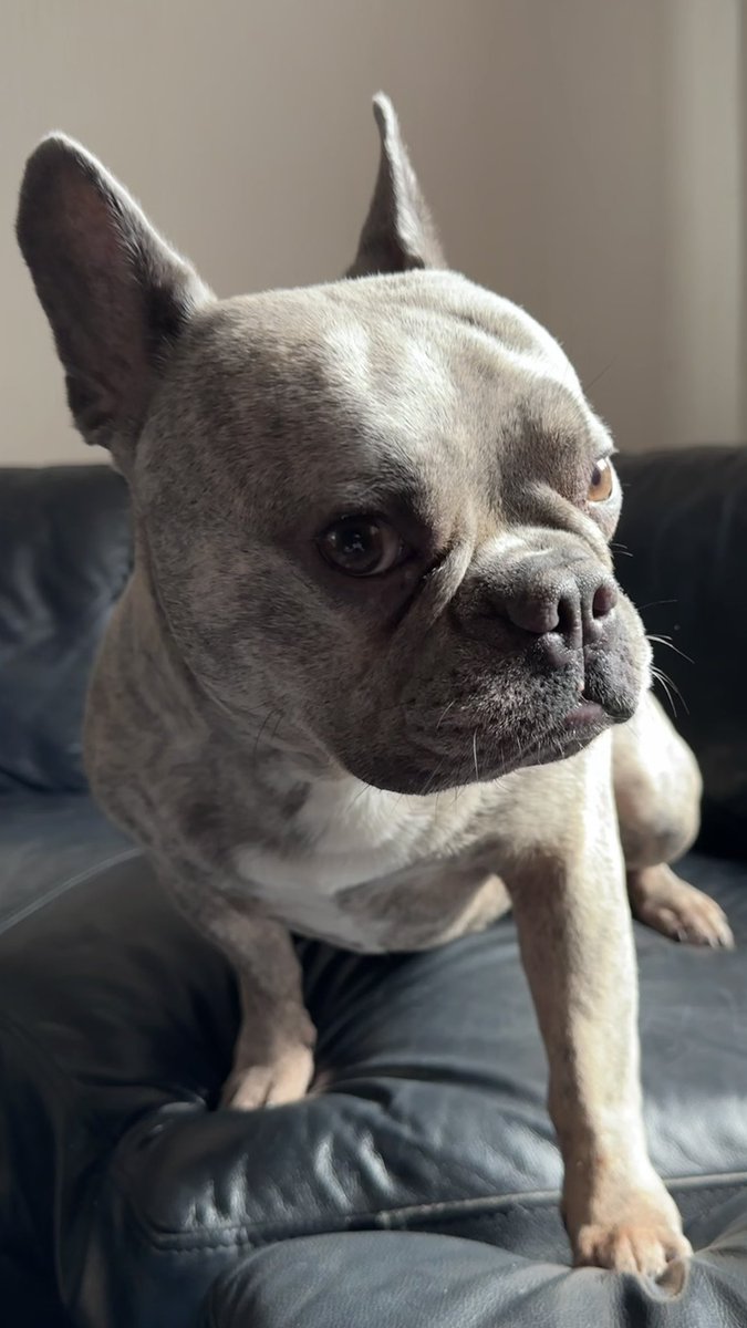 Fuzz pretending he doesn’t like the camera 🥹